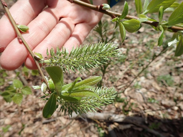 ヤナギの仲間_R