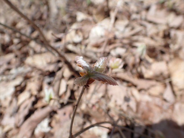コナラの芽吹き_R