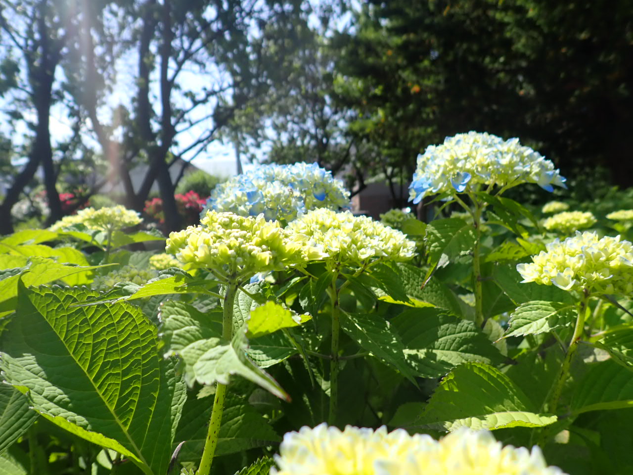 アジサイ開花こどもひろば