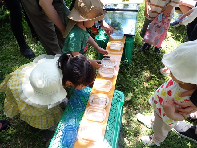 お魚観察_R