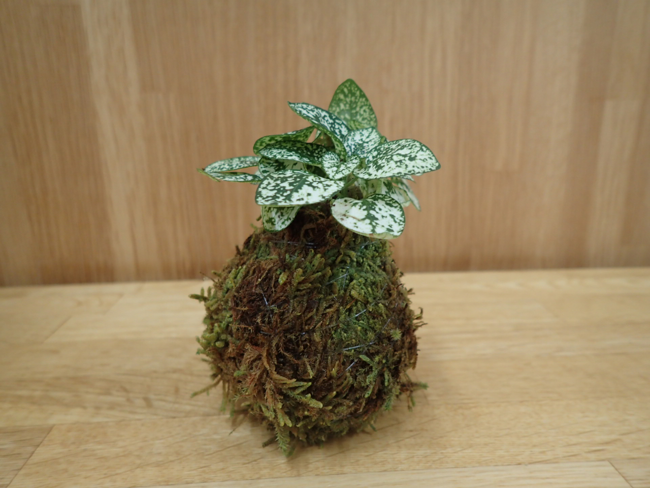 苔玉1HP