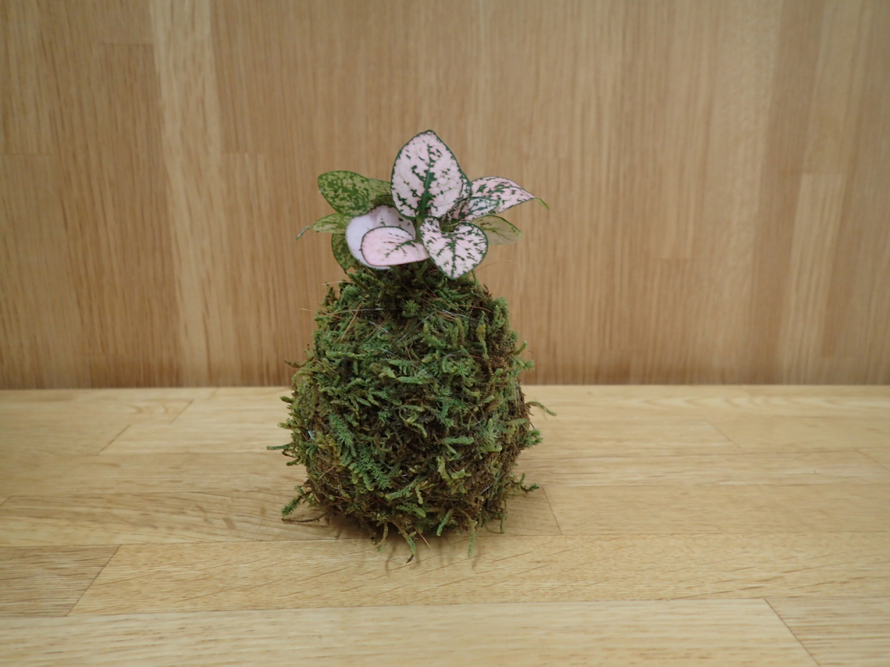 苔玉2HP