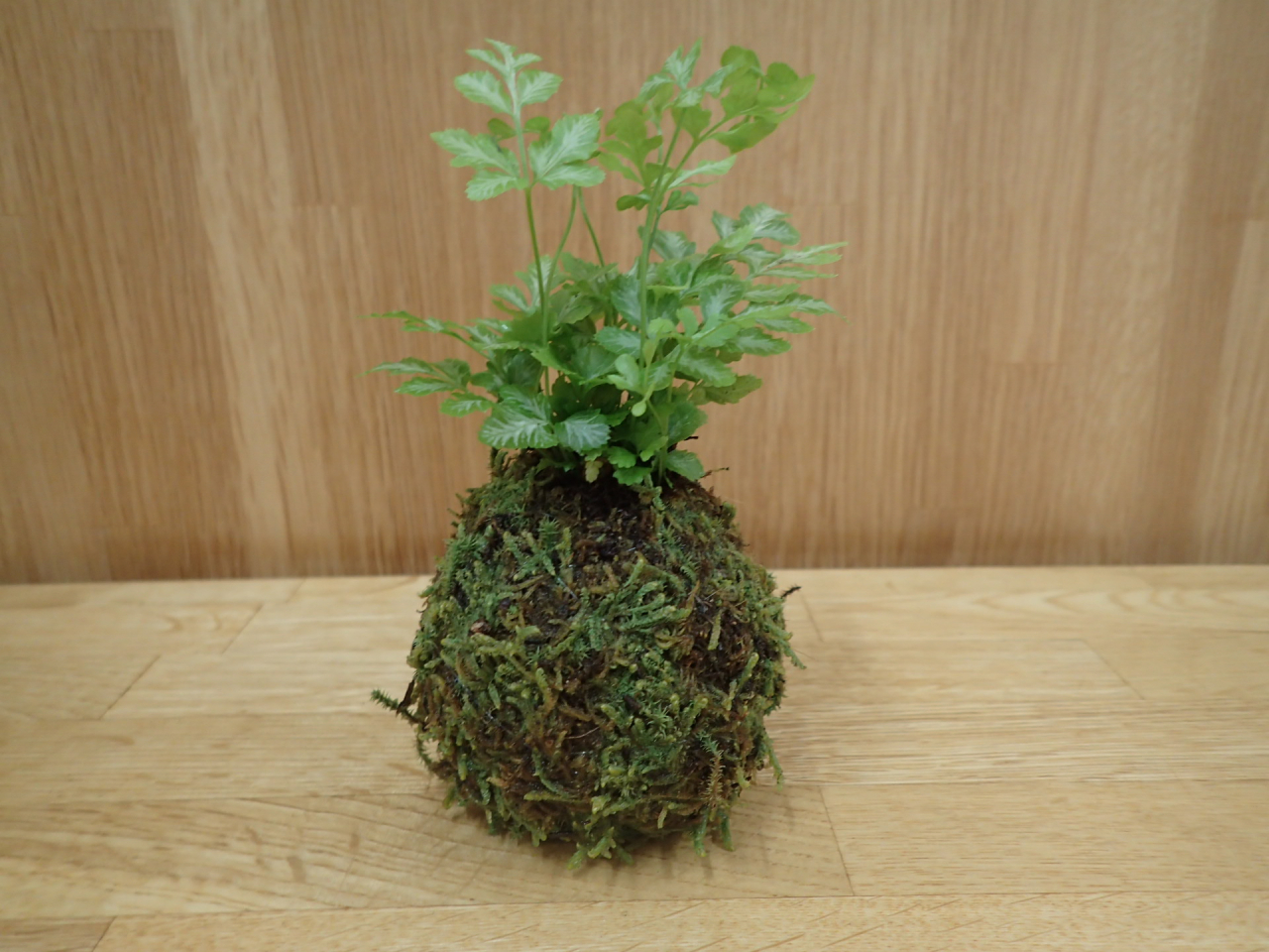 苔玉3HP