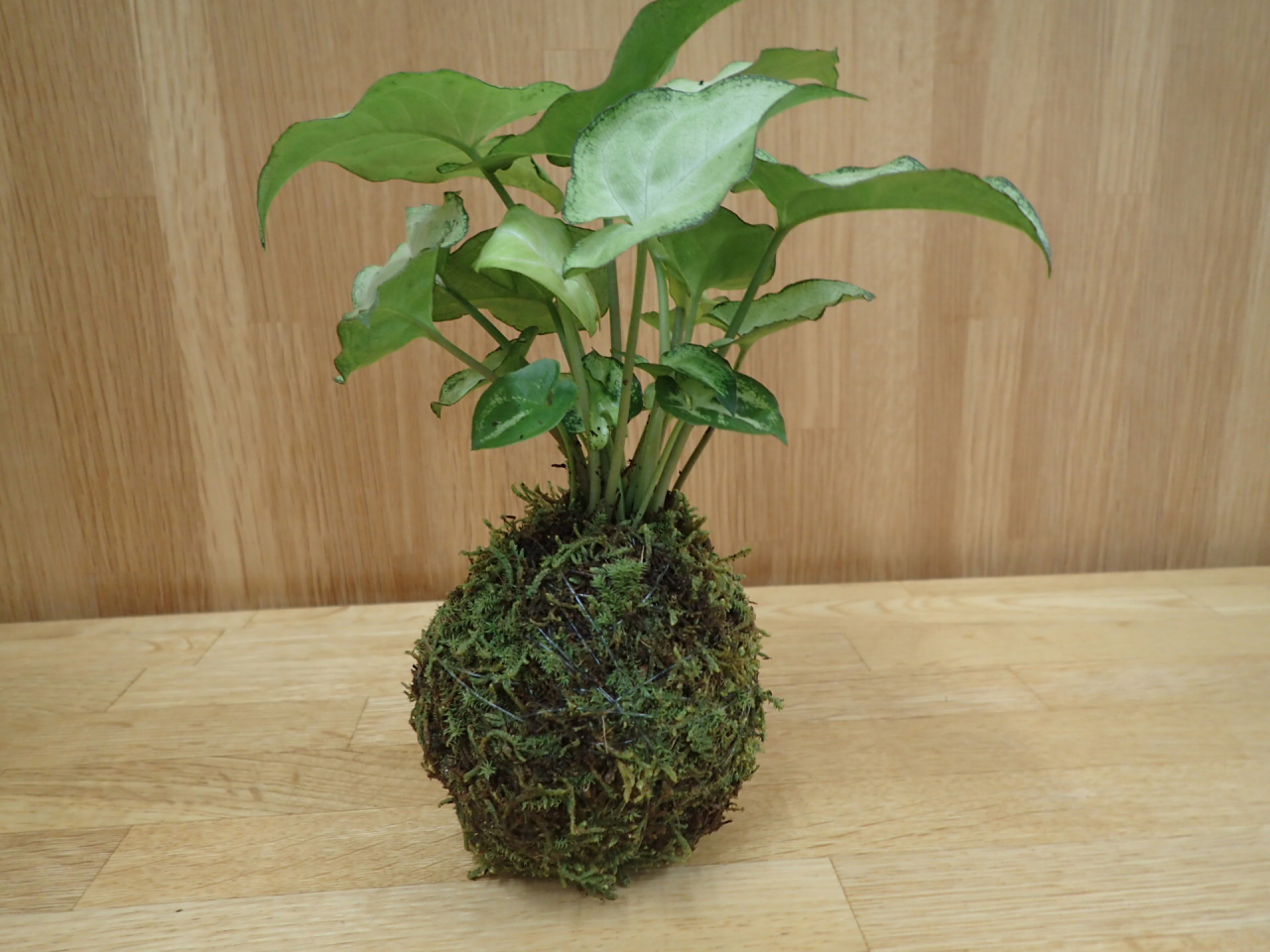 苔玉4HP