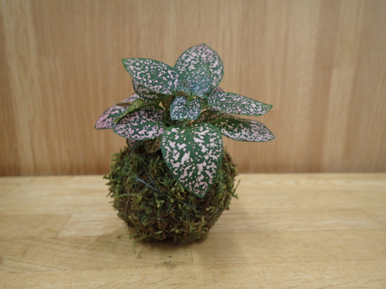 苔玉5HP