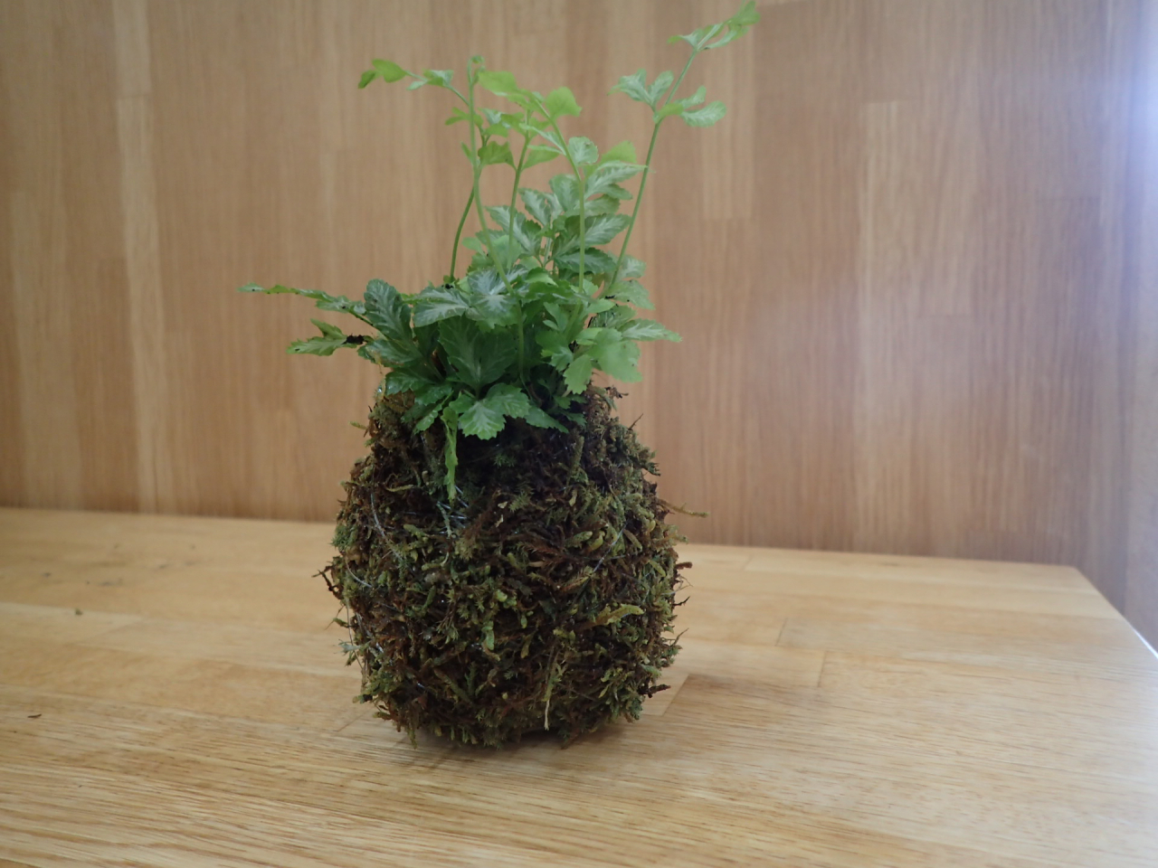 苔玉7HP