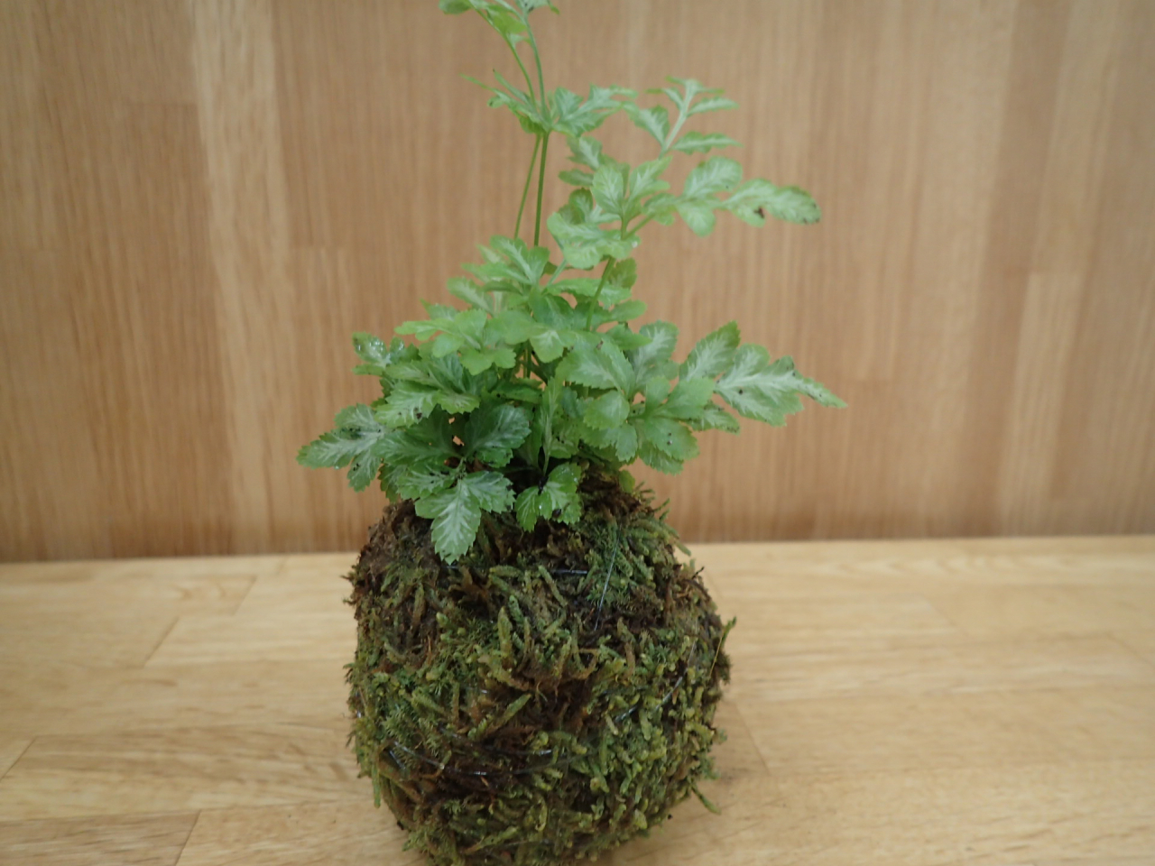 苔玉6HP