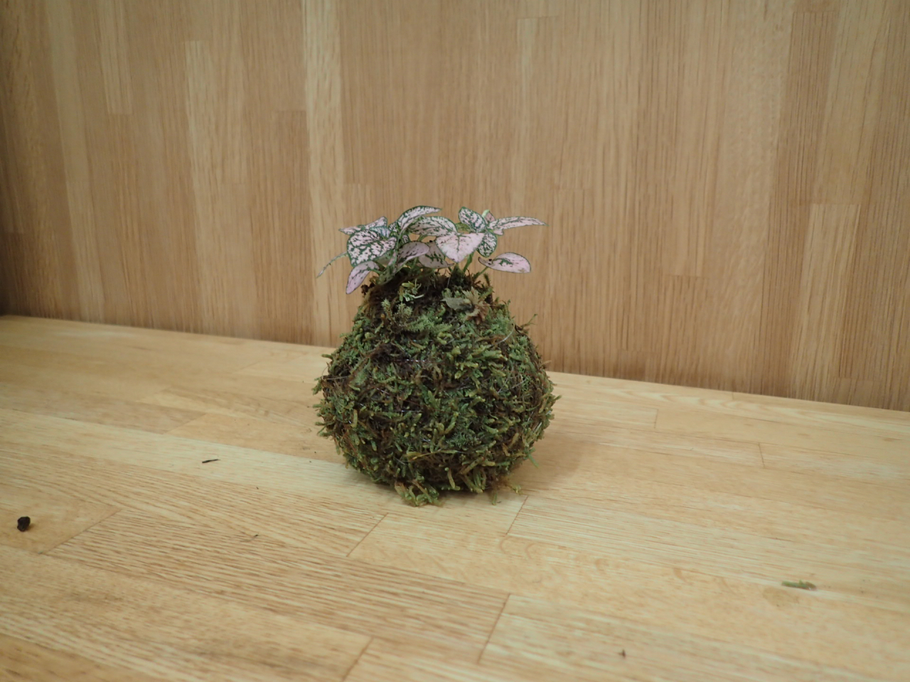 苔玉8HP