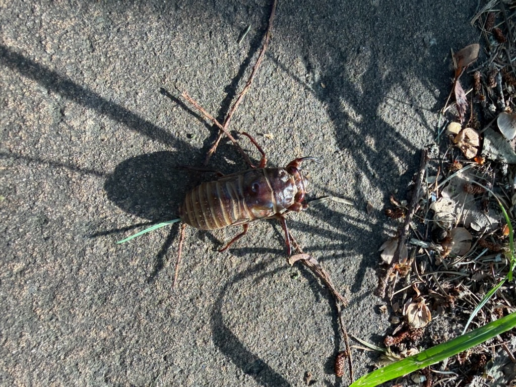 セミの幼虫