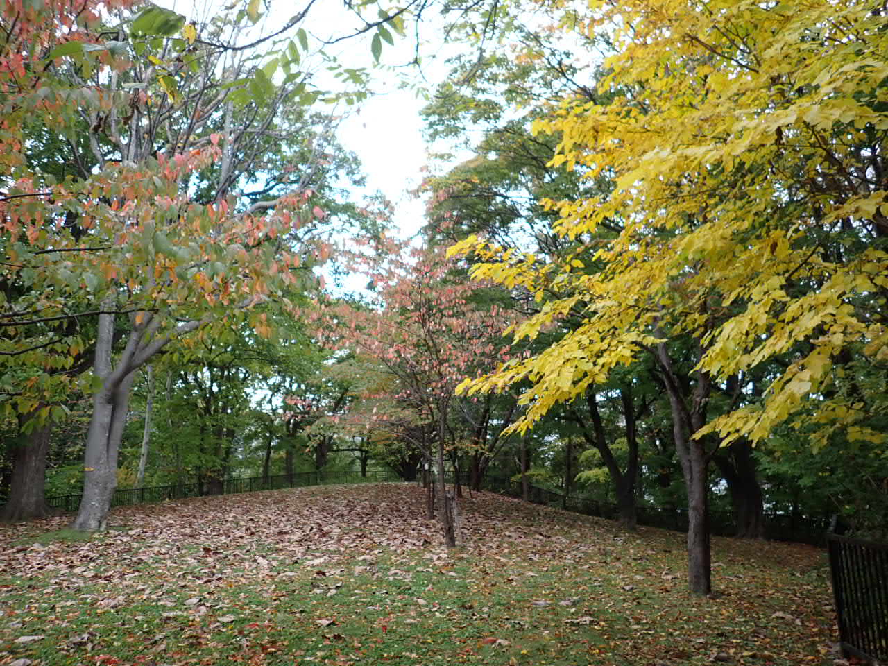 ヤマグワ紅葉ホウノキの葉