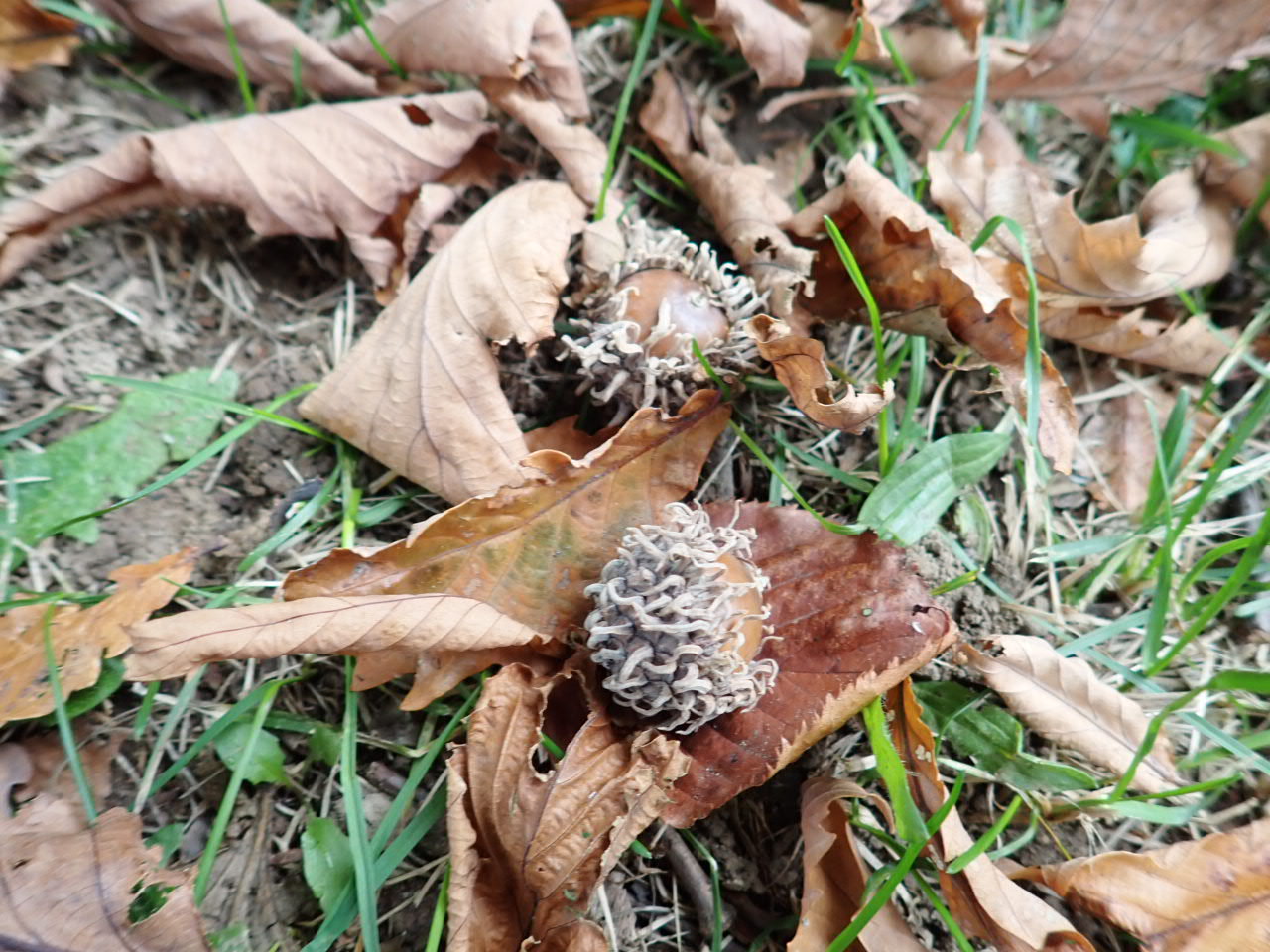 クヌギ