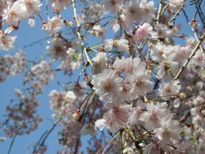 150505シダレザクラ1