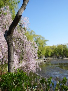 150505シダレザクラ2