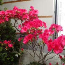 「2月17日よりアザレア展がはじまります」の写真