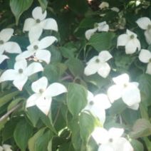 「6月25日 園内の様子」の写真