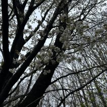 「園内のお花の様子(桜情報含む5月2日時点)」の写真