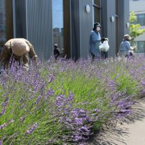 「登録団体活動紹介「花コパン」地域の方とラベンダーの刈り取りをしました」の写真