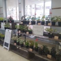 「臨時駐車場の開放(期間限定)について」の写真