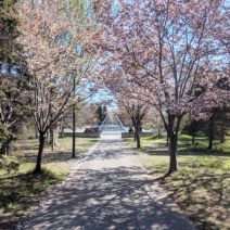 「本日の百合が原公園(2026年5月1日)」の写真