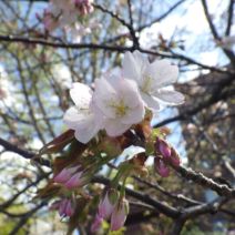 「5月1日 サクラの開花状況【落花さかん】」の写真