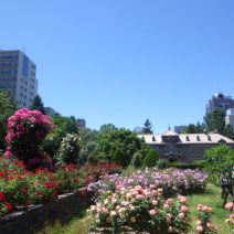 「6月16日大通公園バラ園満開宣言」の写真