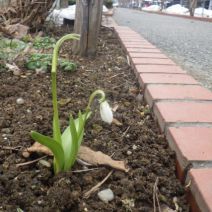 「3月も後半小さな春の訪れ」の写真