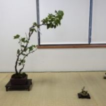 「「北海道の盆栽づくり8月展」開催します」の写真