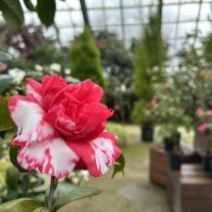 「百合が原公園の春フェスタ 始まります(ガーデンショップではミモザの切り花が本日も入荷)2026年2月19日」の写真