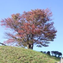 「旭山記念公園紅葉情報2026年10月18日(日曜日)」の写真
