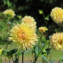 「8月最後の週末、おすすめは(2026年8月28日)」の写真