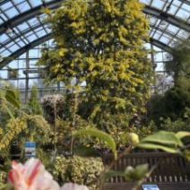 「あたたかな陽気に咲きすすむ花々(4月5月のイベント情報も)2026年3月22日」の写真