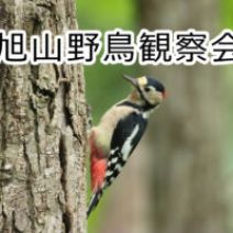 「【9月26日受付開始】10月開催の「野鳥観察会」のご案内」の写真