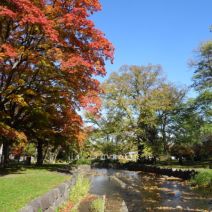 「中島公園紅葉情報」の写真
