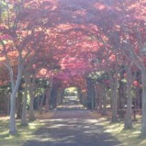 「10月29日 園内の紅葉の状況」の写真