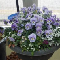 「明日から「春のパンジー・ヴィオラ展」が始まります。」の写真