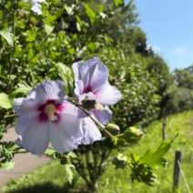「真夏の花 ムクゲ開花中です(2026年7月28日)」の写真