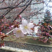 「「多肉植物箱庭寄せ植え講座」受付中」の写真