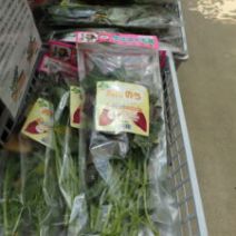 「サツマイモのツル苗が入荷しました」の写真