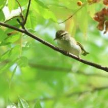 「旭山記念公園野鳥情報2026年8月17日(月曜日)」の写真