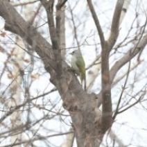 「旭山記念公園野鳥情報2026年3月3日(火曜日)」の写真