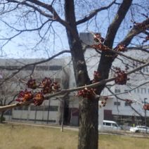 「2026年度が始まり春になりました」の写真