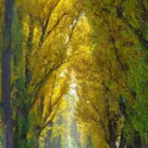 「2025年度 札幌市内のサケ・サクラマス産卵床調査結果」の写真