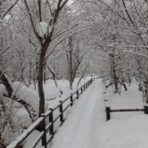 「西岡公園自然情報 2026年2月11日」の写真