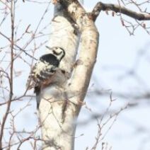 「旭山記念公園野鳥情報2026年3月10日(火曜日)」の写真