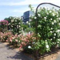 「登録団体活動紹介「SAPPO~RO フラワーズ」」の写真