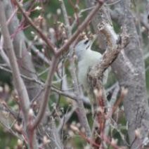 「旭山記念公園野鳥情報2026年4月5日(日曜日)」の写真
