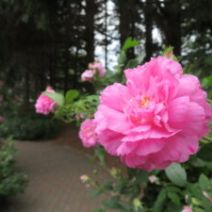 「春のバラ講習、クリーンアップ参加者の募集が始まります(2026年3月10日)」の写真