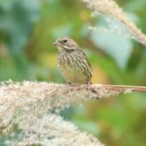 「旭山記念公園野鳥情報2026年10月4日(日曜日)」の写真