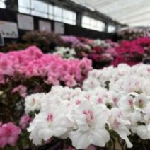 「春の花畑のような「アザレア展」明日2月10日から開催(2026年2月9日)」の写真