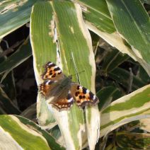 「メイプルシロップづくりを開催しました!」の写真